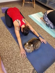 Doing yoga with cats
