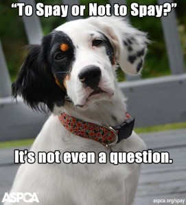 spay poster